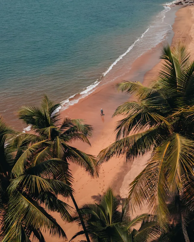 Aerial view of a palm-lined beach in Goa, India